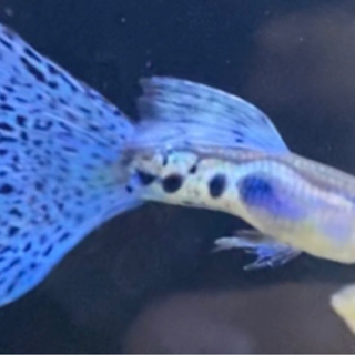 国産ブルーグラス　レッドグラス　激安特価の画像