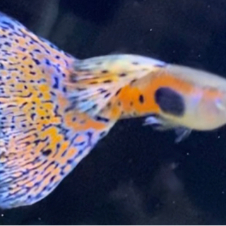 国産ブルーグラス　レッドグラス　激安特価の画像