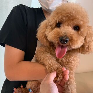 新しいご家族が決まりました。ありがとうございました😊