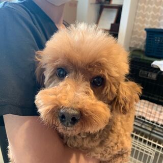 新しいご家族が決まりました。ありがとうございました🐾