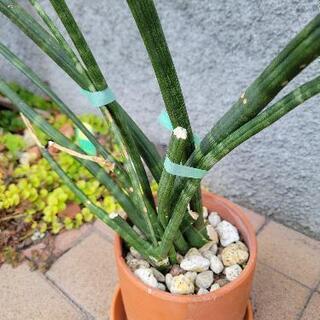 観葉植物