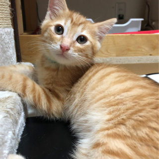 保護猫里親募集 投稿者：みんチョコ 