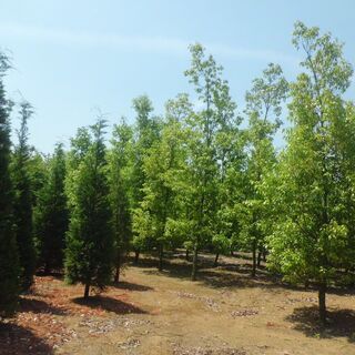 外構工事から植木の生産