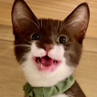 おこげちゃん♡家族ができました