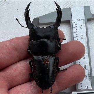 能勢YG血統　オオクワガタ成虫　1ペア