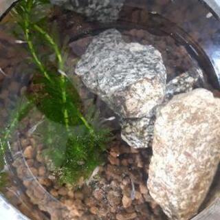 メダカあげます・稚魚～成魚