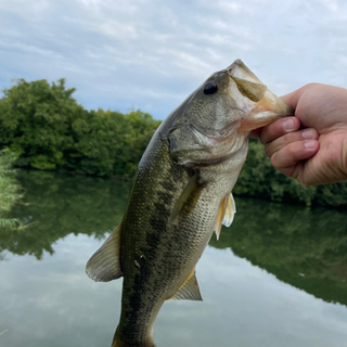 バス釣り