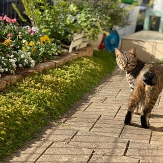 猫を探しています