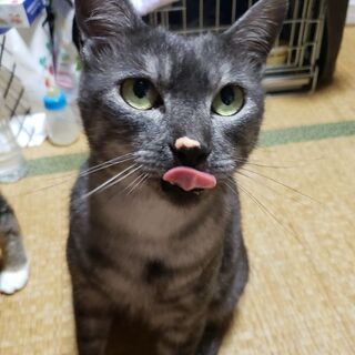 【里親様決定！】希少！グレートラがカッコイイ「ぐれ君♂」🌸