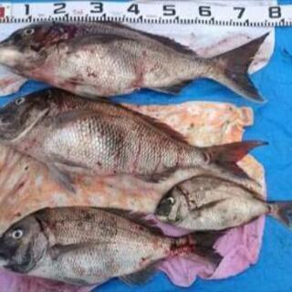 ゴムボート釣り、ミニボート釣りライングループメンバーを募集します♪ - メンバー募集