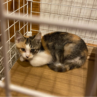子猫　三毛猫　メス　1〜2ヶ月