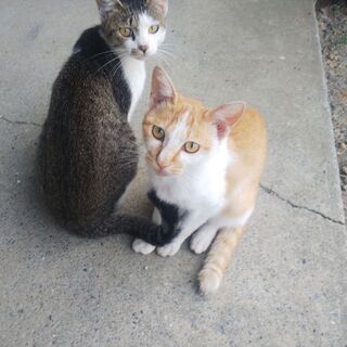 子猫
