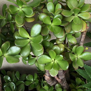 🔴観葉植物❣️左側金の成る木1鉢❌2枚目から4枚目までの金なる成る木中1鉢.鬼アロエ3本入り．折り鶴ラン子株付き1鉢．3点セット格安でお譲りします。の画像