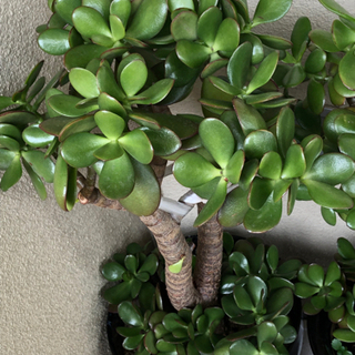 🔴観葉植物❣️左側金の成る木1鉢❌2枚目から4枚目までの金なる成る木中1鉢.鬼アロエ3本入り．折り鶴ラン子株付き1鉢．3点セット格安でお譲りします。の画像