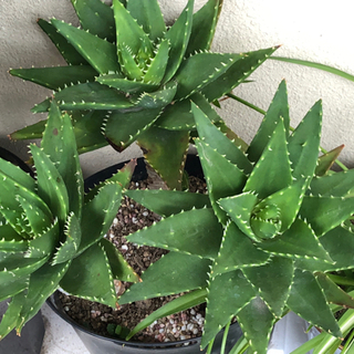 🔴観葉植物❣️左側金の成る木1鉢❌2枚目から4枚目までの金なる成る木中1鉢.鬼アロエ3本入り．折り鶴ラン子株付き1鉢．3点セット格安でお譲りします。の画像