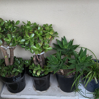 🔴観葉植物❣️左側金の成る木1鉢❌2枚目から4枚目までの金なる成...