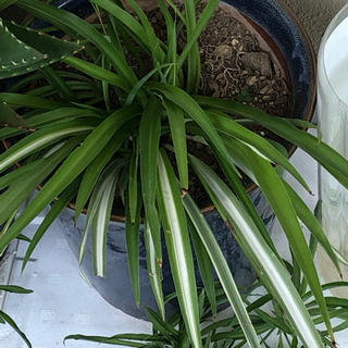 🔴観葉植物❣️左側金の成る木1鉢❌2枚目から4枚目までの金なる成る木中1鉢.鬼アロエ3本入り．折り鶴ラン子株付き1鉢．3点セット格安でお譲りします。の画像