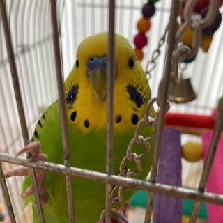 迷子の鳥を探しています。