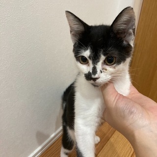 子猫里親募集