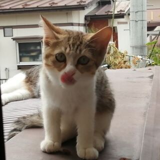 子猫の里親を探しています。