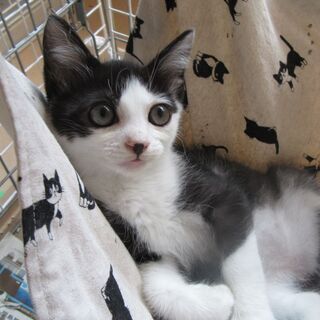 保護猫のコーちゃん　２か月半の男の子