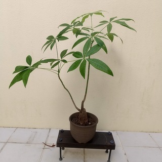 観葉植物パキラ
