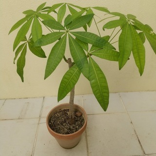 観葉植物　パキラ