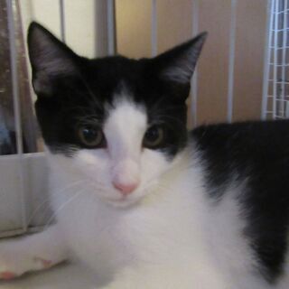 保護猫のナーちゃん　5ヶ月半の男の子
