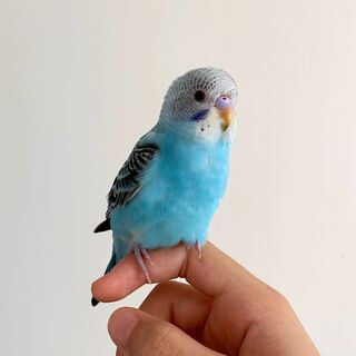 セキセイインコ　生後約1か月ヒナ　ブルー