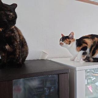  ミケ♀9月末で3歳  黒さび♀4歳