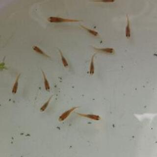 楊貴妃紅帝めだか　の画像