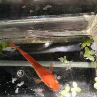 楊貴妃紅帝めだか　の画像