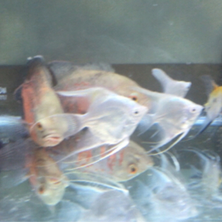 熱帯魚 古代魚