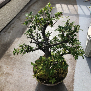 植木　ひいらぎ