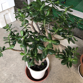 お金のなる木　植木