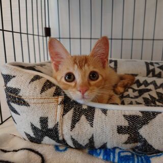 保護猫に関するボランティアさん募集中♪
