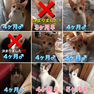 里親様急募です🙏