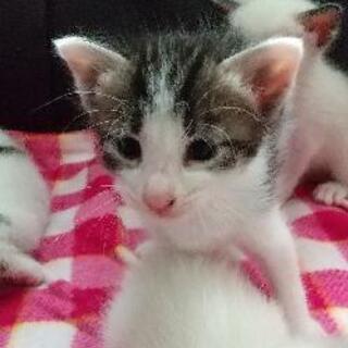 生後3週間！白黒の子猫(♀)