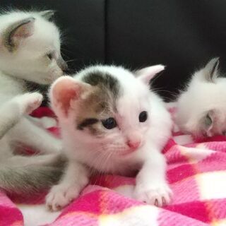 生後3週間の子猫　白黒　まるまるした元気な子です