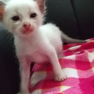 生後3週間の子猫　白　耳としっぽがグレーなおとなしい子