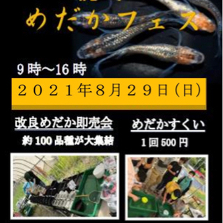 悪天候の為8/29(日曜)延期となりました‼︎長崎めだかフェス 出店協力者募集‼︎ - その他