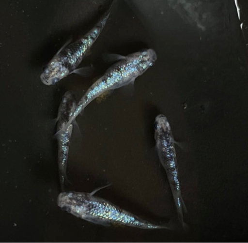 白斑サファイア　1ペア　成体