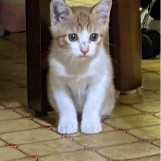 里親様決まりました☆野良猫が産んだ子猫2匹