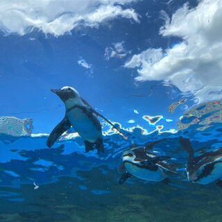 【ビジネス不可】9/28(火)10:30「ペンギンカフェ会」天空...