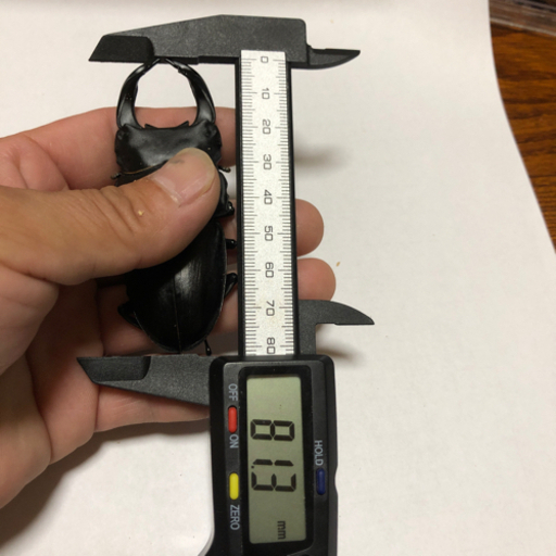 オオクワガタ  川西産  トリオ