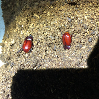コカブトムシ新成虫
