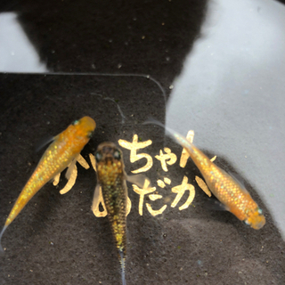 めだか仲間募集