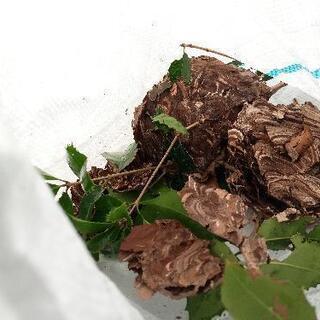 群馬県内　今年もハチ駆除やります！ − 群馬県