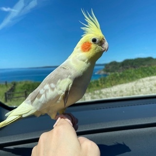 オカメインコが迷子になり探しています‼︎