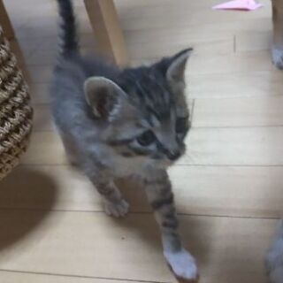 わんぱく坊主